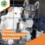 Отлов безнадзорных животных